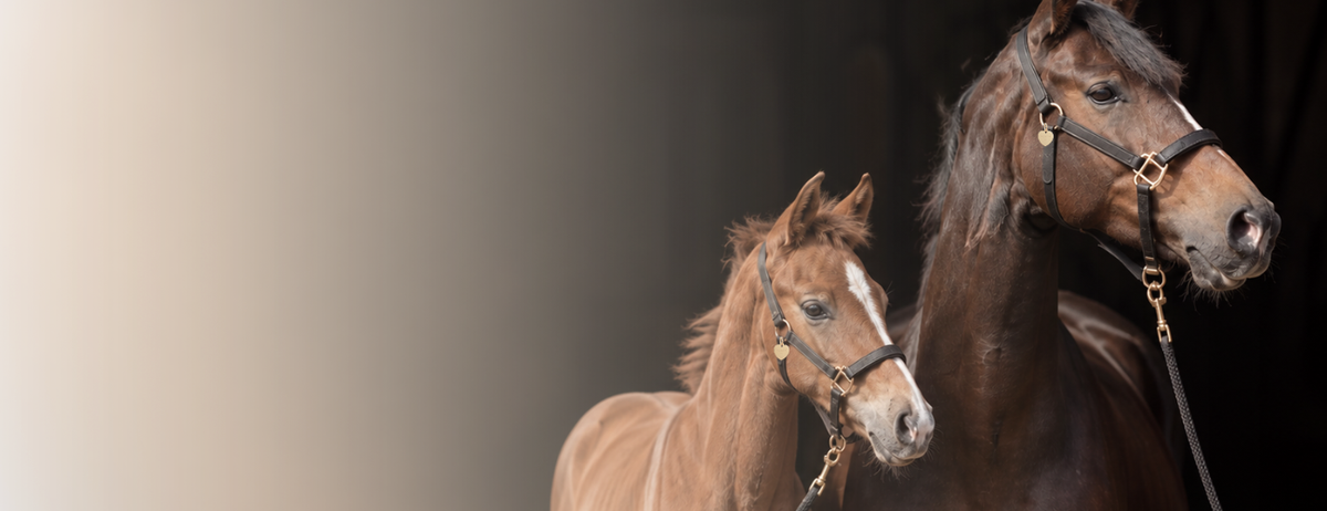 Jeune cavalière avec son cheval portant une médaille Petite Balzane